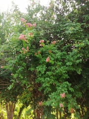 Heteropterys brachiata