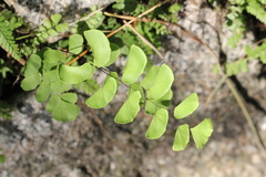 Adiantum philippense