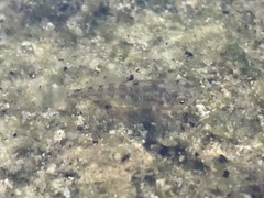 Cyprinodon macularius