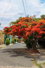 Delonix regia
