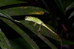 Mocquard's Eyebrow Lizard photo 4