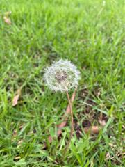 Taraxacum officinale