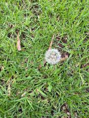 Taraxacum officinale