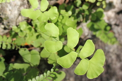Adiantum philippense