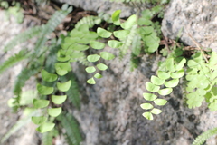 Adiantum philippense