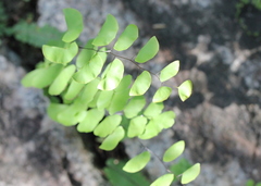 Adiantum philippense
