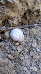 Helminthoglypta sanctaecrucis
