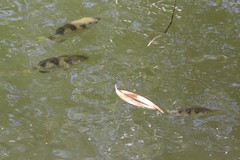 Toxotes kimberleyensis