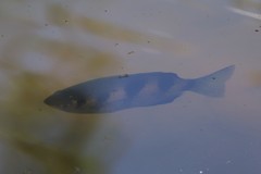 Toxotes kimberleyensis