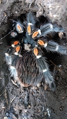 Brachypelma auratum