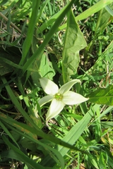 Jaborosa runcinata