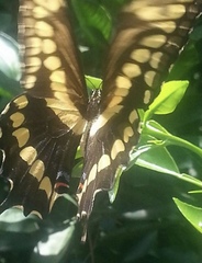 Heraclides cresphontes