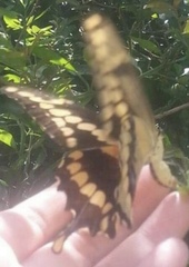 Heraclides cresphontes