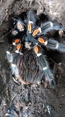 Brachypelma auratum