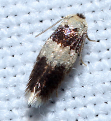 Stigmella nigriverticella