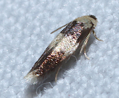 Stigmella nigriverticella