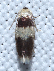 Stigmella nigriverticella