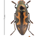Buprestis maculipennis - Photo (c) Ludo Leclerc, some rights reserved (CC BY-NC), uploaded by Ludo Leclerc
