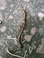Scolopendra subspinipes