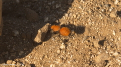 Dasymutilla coccineohirta