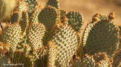 Opuntia basilaris treleasei