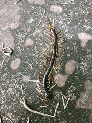 Scolopendra subspinipes