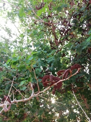 Microlobius foetidus