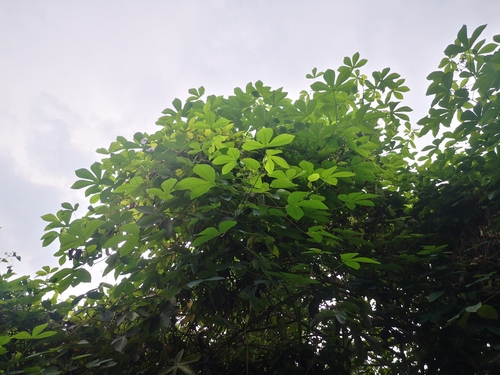 Manihot carthagenensis (Manihot carthagenensis)