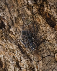 Tharpyna campestrata