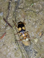 Pheropsophus jessoensis