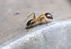 Camponotus pseudoirritans