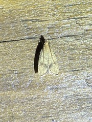 Psilocorsis quercicella