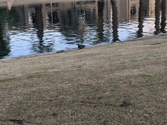 Fulica americana