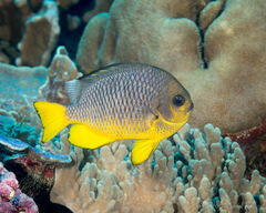 Dascyllus auripinnis