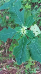 Euphorbia heterophylla
