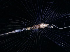 Cyclosa insulana