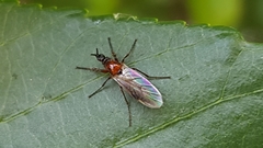 Dilophus strigilatus