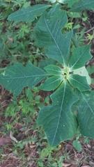 Euphorbia heterophylla