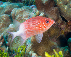 Sargocentron caudimaculatum