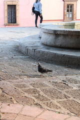 Columba livia