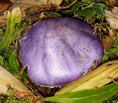 Cortinarius subfoetidus