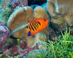 Centropyge loriculus