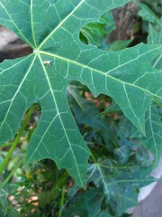 Cosmophasis lami