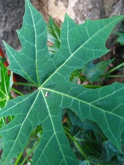 Cosmophasis lami