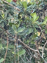 Myrsine cubana