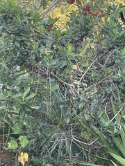 Myrsine cubana