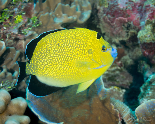 Photo of Yellowspotted Angelfish (Apolemichthys xanthopunctatus)