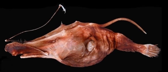 Lasiognathus amphirhamphus