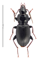Pterostichus stygicus