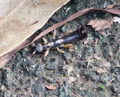 Cranopygia